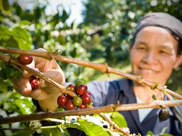 A fair trade coffee farmer picking organic coffee beans from the tree.  Selective focus on her hands.