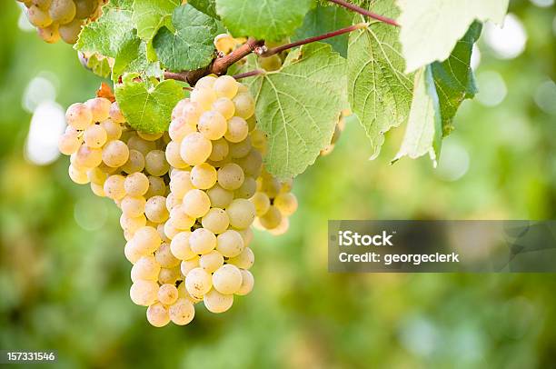 ブドウ園のブドウ - ブドウのストックフォトや画像を多数ご用意 - ブドウ, 白ワイン, ブドウ畑