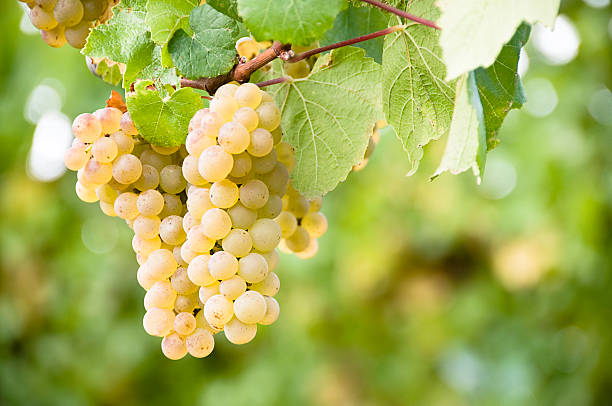 виноград виноградник - focus on foreground full frame macro horizontal стоковые фото и изображения