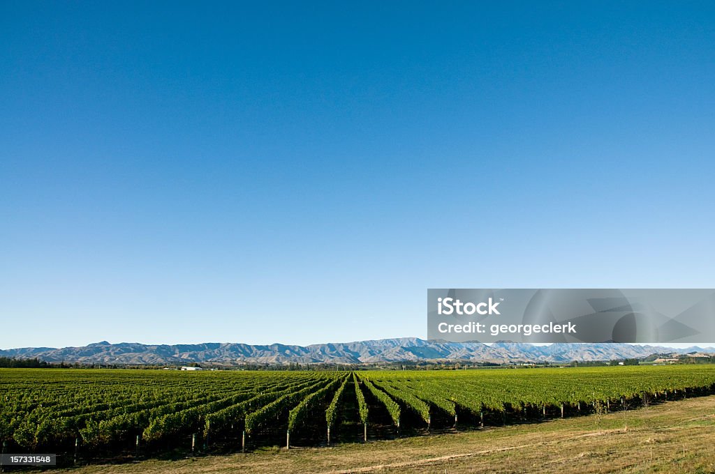 Vigneto con spazio copia - Foto stock royalty-free di Azienda vinicola