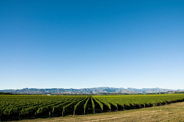 Vineyard with Copy Space Rows of vines and distant mountains near Blenheim in the Marlborough area of New Zealand. marlborough new zealand stock pictures, royalty-free photos & images