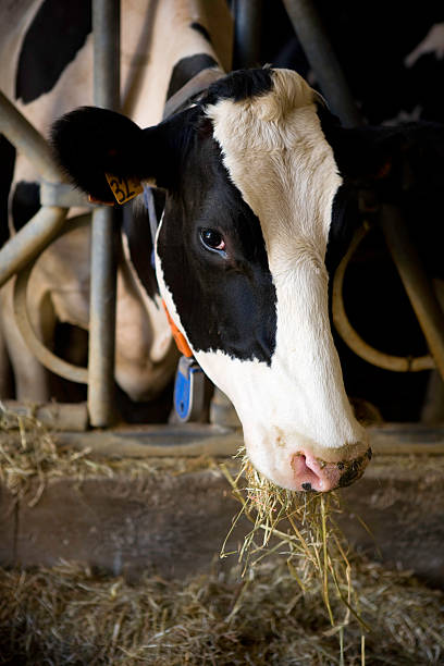Head of a black and white cow eating. 