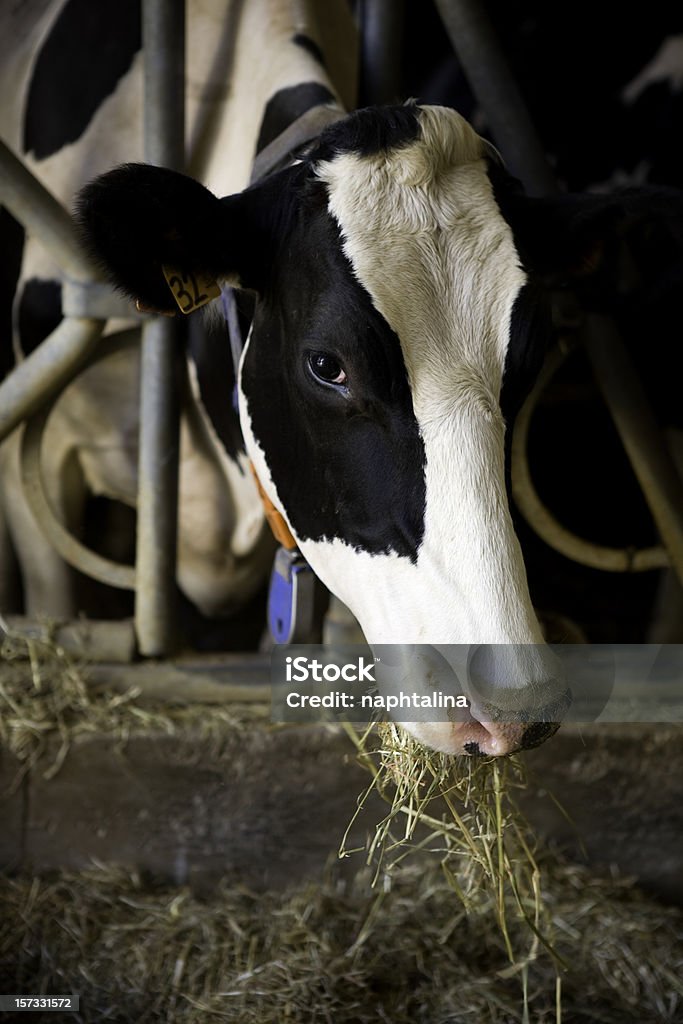 Vaca comer - Foto de stock de Gado Doméstico Bovino royalty-free