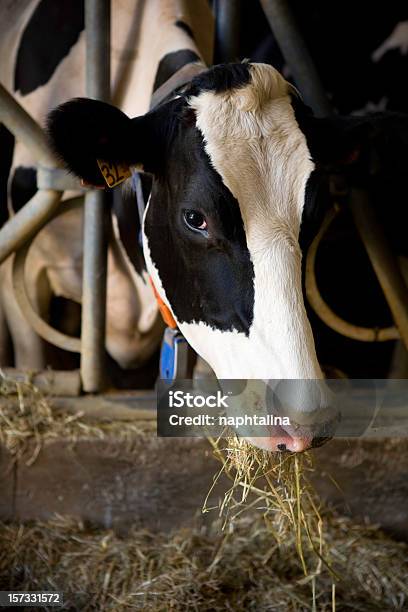 Foto de Vaca Comer e mais fotos de stock de Gado Doméstico Bovino - Gado Doméstico Bovino, Fêmea de mamífero, Comer