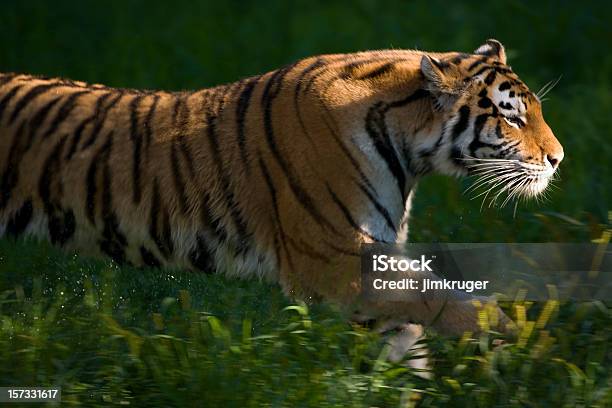 Tigre Di Siberia Dellamur In Movimento - Fotografie stock e altre immagini di Tigre - Tigre, Animale, Animale da safari