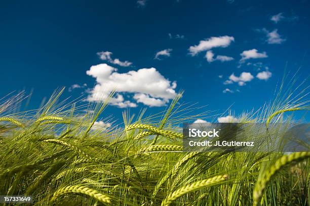 Зерновые — стоковые фотографии и другие картинки Выращиваемый - Выращиваемый, Горизонтальный, Еда