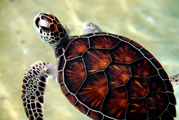 istock Baby Sea Turtle, Focus on head 157331693