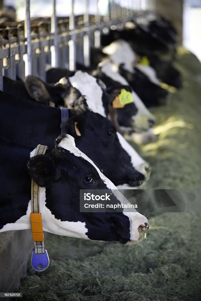 Alimentation des vaches - Photo de Bovin domestique libre de droits