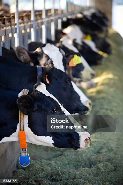 Photo libre de droit de Alimentation Des Vaches banque d'images et plus d'images libres de droit de Bovin domestique - Bovin domestique, Vache, Étal de marché