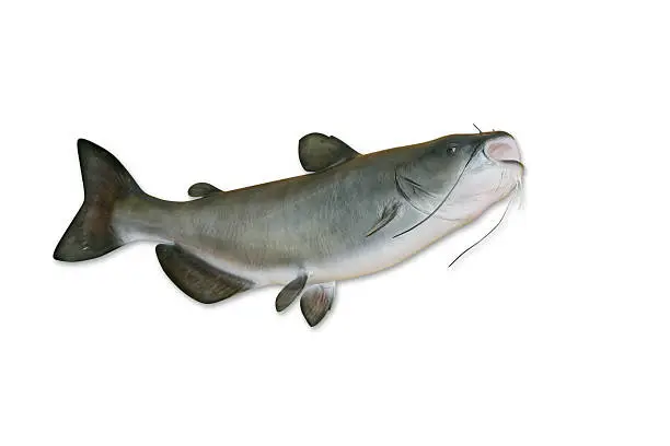 Trophy Channel Catfish isolated on white with clipping path. Shot from low angle to emphasize long whiskers. Nice large file.