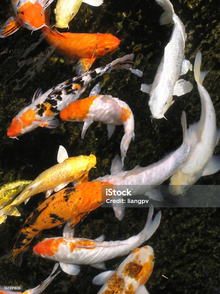 Prosperity Koi fish Prosperity Japanese Culture Stock Photo