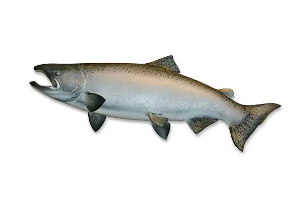Trophy King (Chinook) Salmon isolated on white with clipping path. Silver color stage. Nice large file.