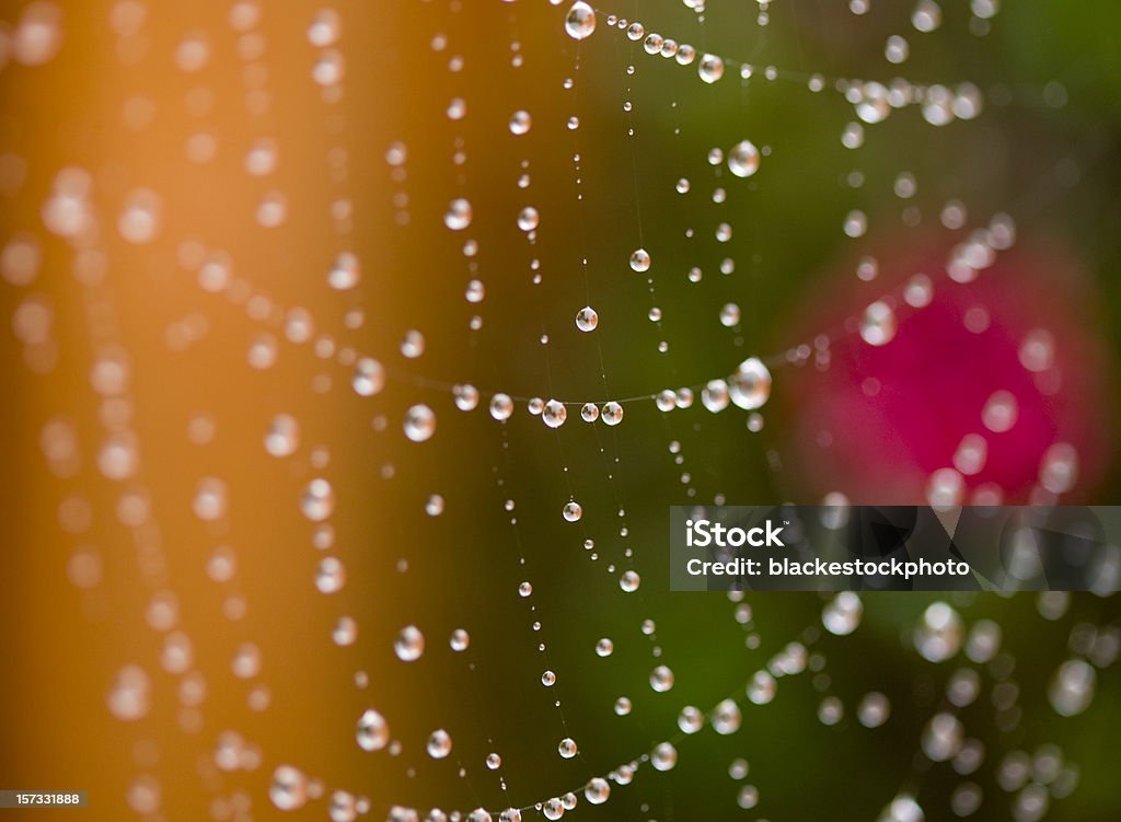 Morning dew on spider web  Internet Stock Photo