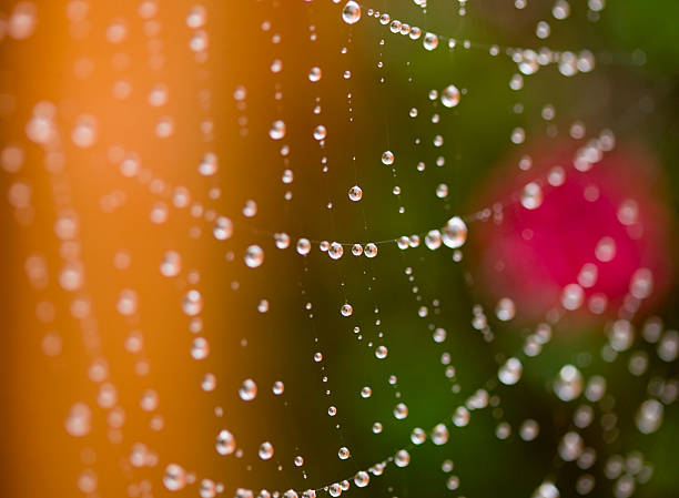 Morning dew on spider web stock photo