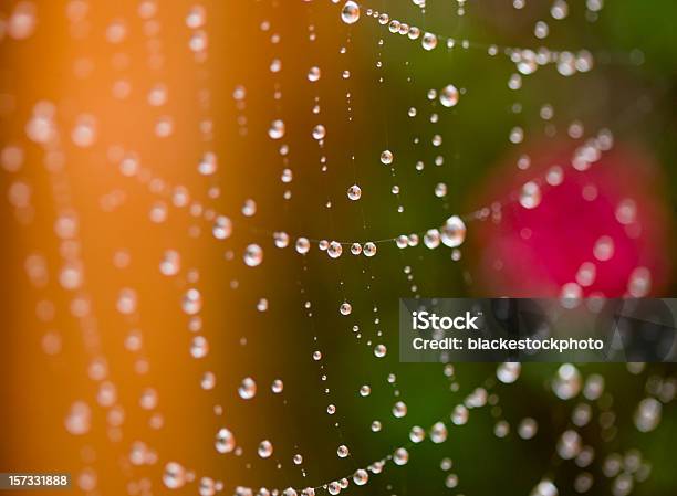 Morning Dew On Spider Web Stock Photo - Download Image Now - Internet, Spider, Spider Web