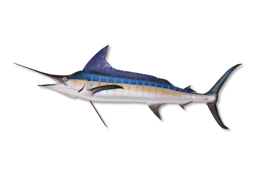 Trophy Blue Marlin isolated on white with clipping path. Intense, saturated color. Nice large file.