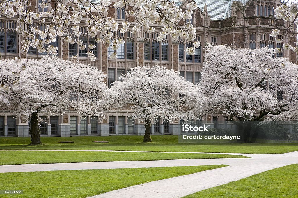 Fiori di ciliegio in primavera sul Campus della University of Washington - Foto stock royalty-free di Città universitaria