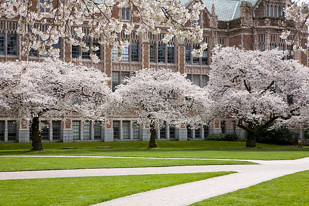 Magnolias flowering on the campus of Princeton University, New Jersey, USA.