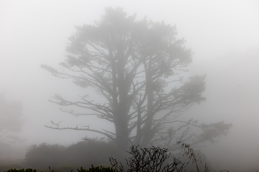 Cypress pine in morning fog at Milgara Ridge  Golden Gate National Recreation Area  on a foggy spring day.