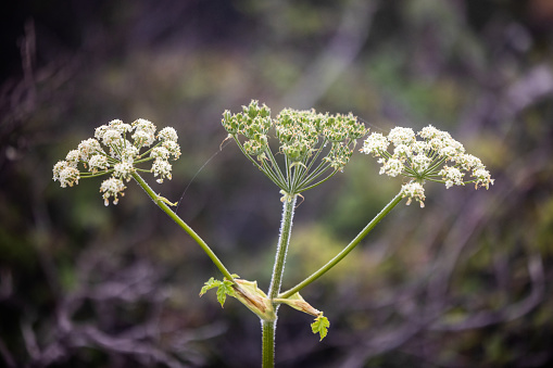 Cow parsnip at Milgara Ridge  Golden Gate National Recreation Area  on a foggy spring day.