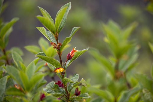 Indian Paintbrush at Milgara Ridge  Golden Gate National Recreation Area  on a foggy spring day.