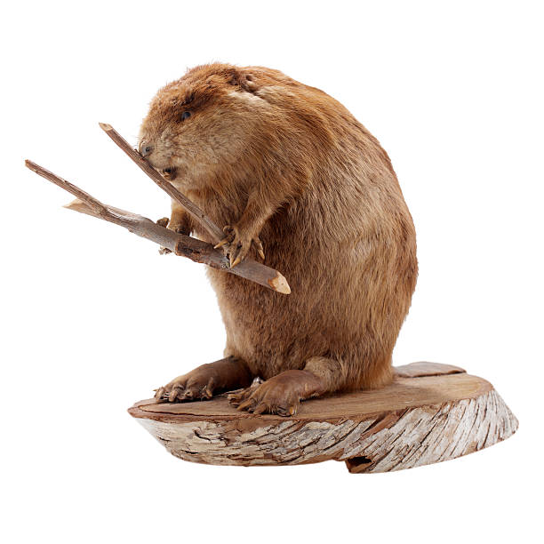 Canadian Beaver  stuffed stock pictures, royalty-free photos & images