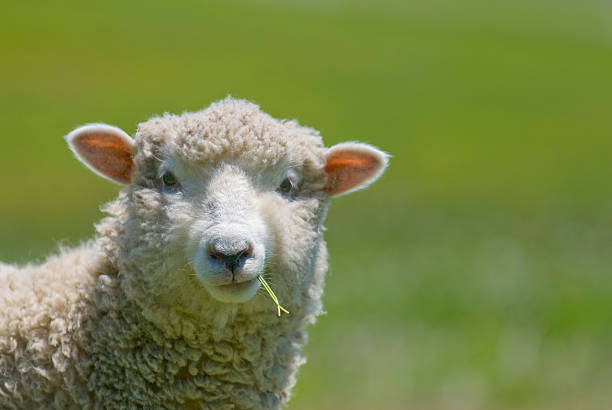 Sheep Strikes a Casual Pose  blade of grass photos stock pictures, royalty-free photos & images