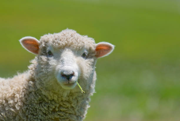 Sheep Strikes A Casual Pose Stock Photo - Download Image Now - Sheep, Ewe, Lamb - Animal - iStock Sheep Strikes A Casual Pose Stock Photo - Download Image Now - Sheep, Ewe, Lamb - Animal - iStock