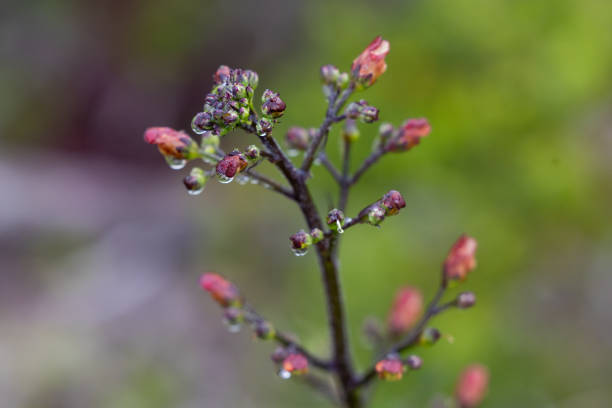 the Summer Bloom: Nature Flourishing Beyond the City