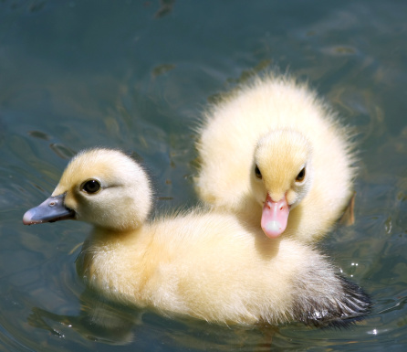 two fluffly, yellow ducklings swimming in a pond