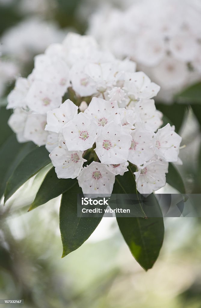 Lauro di montagna Bouquet - Foto stock royalty-free di Lauro di montagna