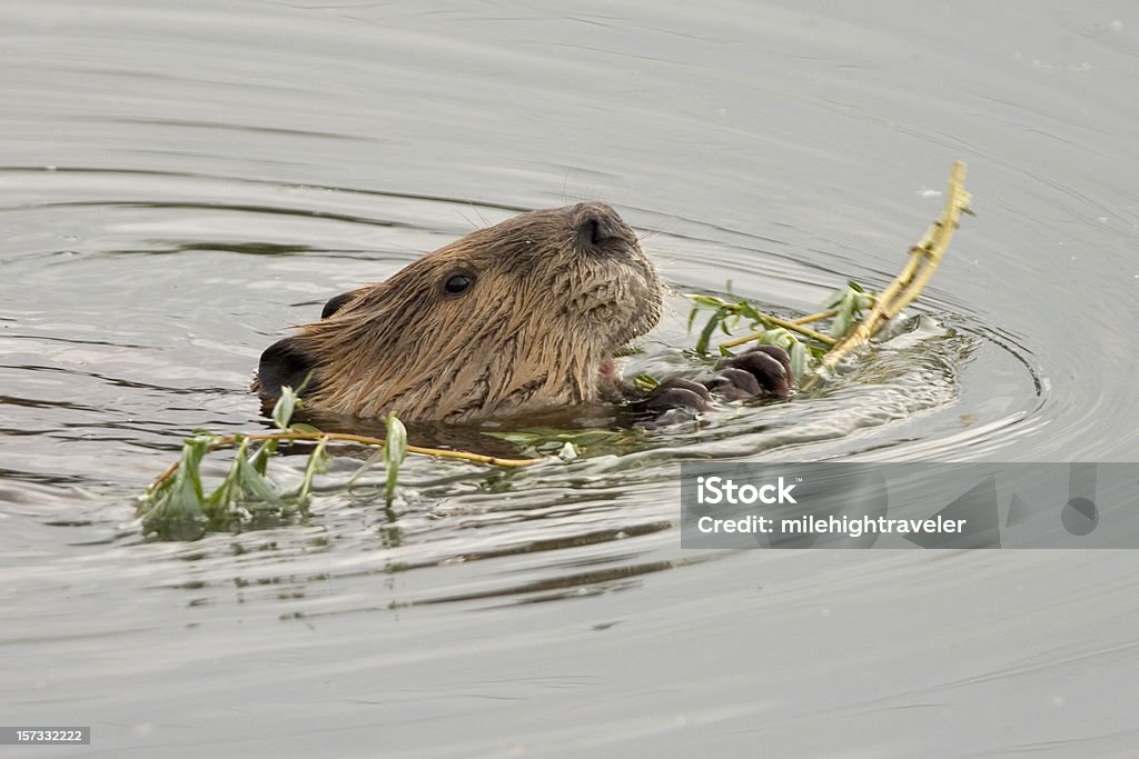 Beaver piscina enquanto saboreia willows, Colorado - Foto de stock de Castor royalty-free