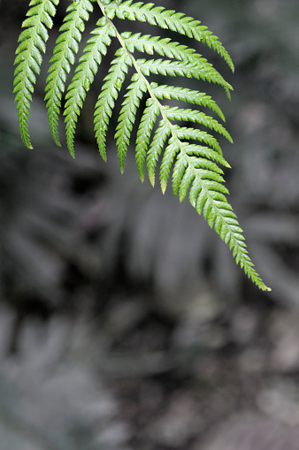 Single fern frond in a garden