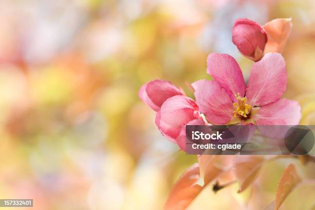 Вишни Blossom — стоковые фотографии и другие картинки Без людей - Без людей, Весна, Ветвь - часть растения