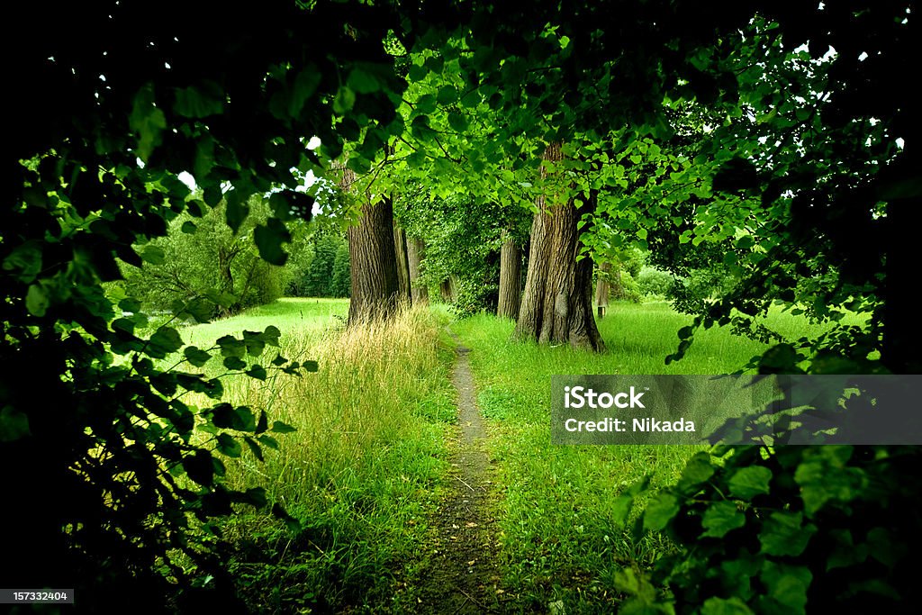 Waldweg - Lizenzfrei Baum Stock-Foto