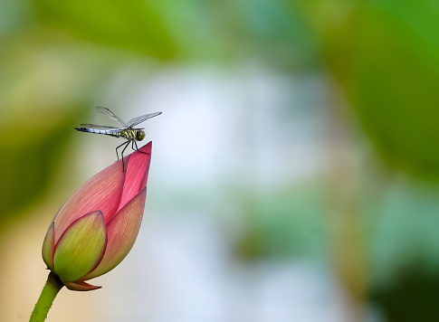 A dragonfly landed on a beautiful pink lotus bud in the lotus pond. background is blurred green lotus pond.