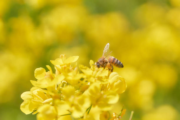 istock Bees collecting pollen from canola flower 1573324311