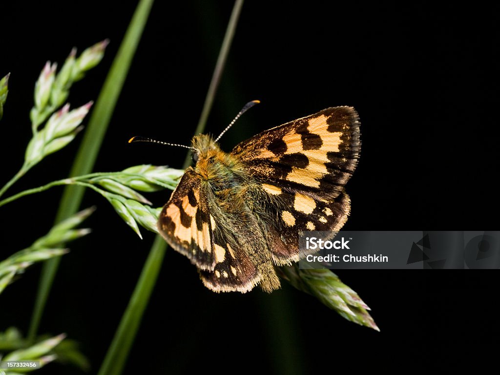 Butterfly Northern Checquered Skipper  Animal Stock Photo