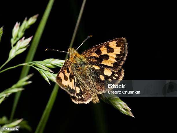 Butterfly Northern Checquered Skipper Stock Photo - Download Image Now - Animal, Animal Antenna, Animal Wildlife