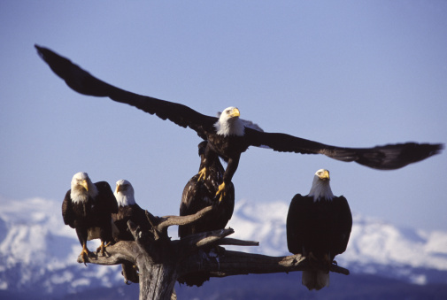 Bald Eagle flying away from Four  Eagles on perch