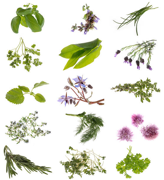 herb collection collection of 12 different herbs used in kitchen: wild garlic leaves stock pictures, royalty-free photos & images