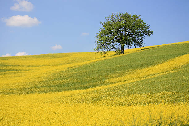 árbol y amarillo meadow en val d'orcia, toscana, italia - mustard plant mustard field clear sky sky fotografías e imágenes de stock