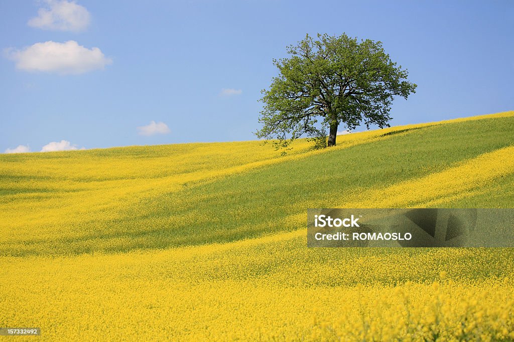 Albero e il prato giallo in Val d'Orcia, Toscana, Italia - Foto stock royalty-free di Senape - Erba aromatica