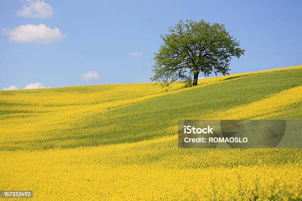 Albero E Il Prato Giallo In Val Dorcia Toscana Italia - Fotografie stock e altre immagini di Senape - Erba aromatica