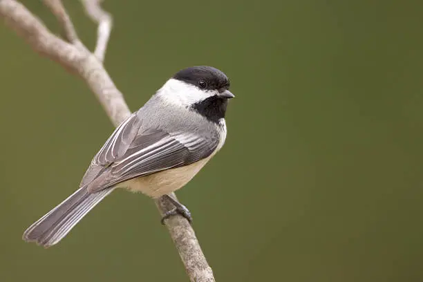 Photo of Black Capped Chickadee and Green Background