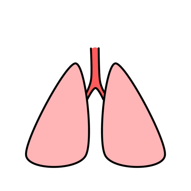 폐 - pathogen streptococcus life science stock illustrations