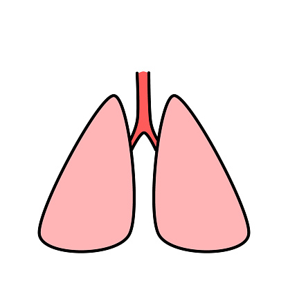 This is an illustration of the lungs
