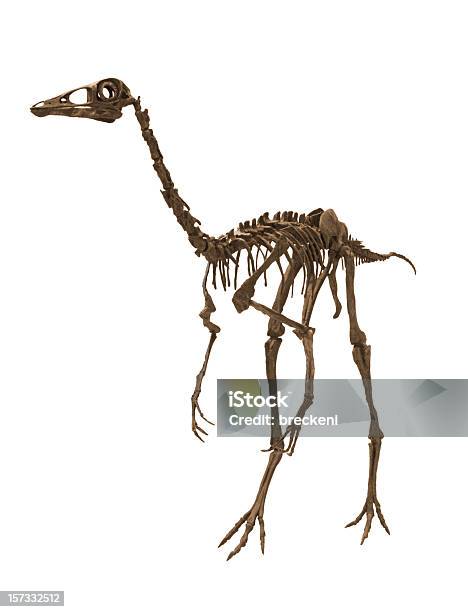 Ornithominmus Foto de stock y más banco de imágenes de Dinosaurio - Dinosaurio, Esqueleto de animal, Fondo blanco