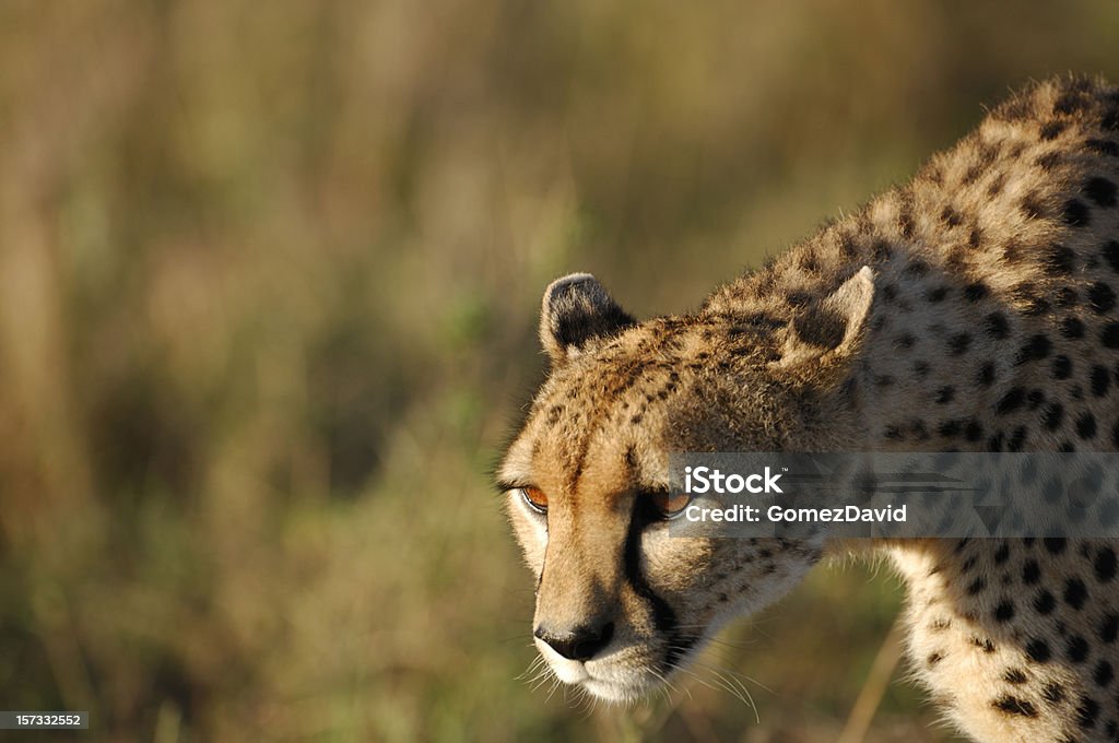 Close-up of Stalking Wild Cheetah Close-up shot of stalking cheetah (Acinonyx jubatus).  Side view. Africa Stock Photo