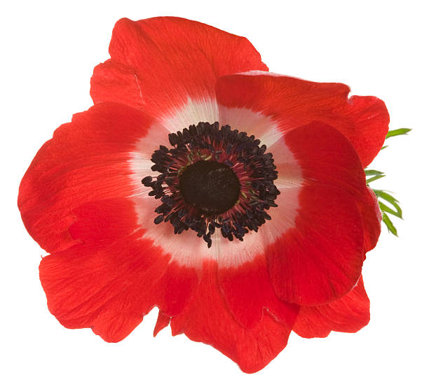 Large red poppy with white in the center Red Poppy isolated on white. YOU MIGHT ALSO LIKE THIS: corn poppy photos stock pictures, royalty-free photos & images
